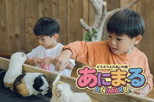 「動物ふれあいの森 あにま~る」では動物たちと直接ふれあえる