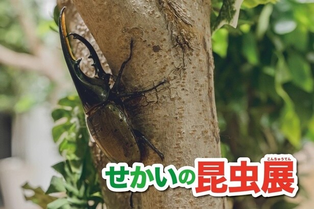 「せかいの昆虫展」ではカブトムシやクワガタなど約20種類の生体を展示
