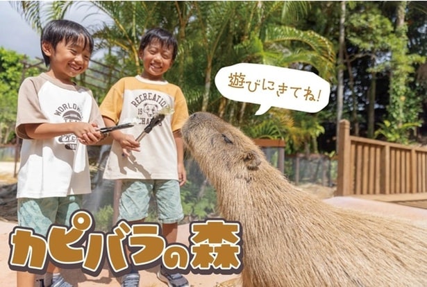 「カピバラの森」では入場無料でカピバラたちとのふれあいが楽しめる