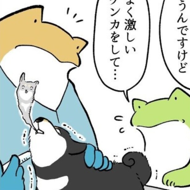柴犬の本気すぎるバトルにネット騒然…連写で捉えた衝撃の瞬間！獣医師の見解が予想外すぎて一発ノックアウト!!【作者に聞く】