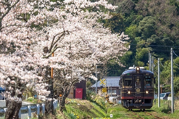 四所〜東雲間を走る丹後くろまつ号と沿線の桜