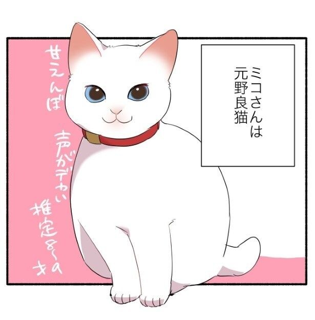 飼い猫の年齢がわからない話