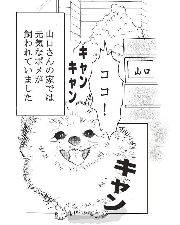 人なつこい元気なポメラニアンだった