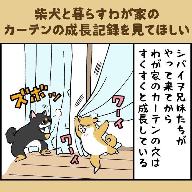 カーテンは傷だらけで穴だらけ！