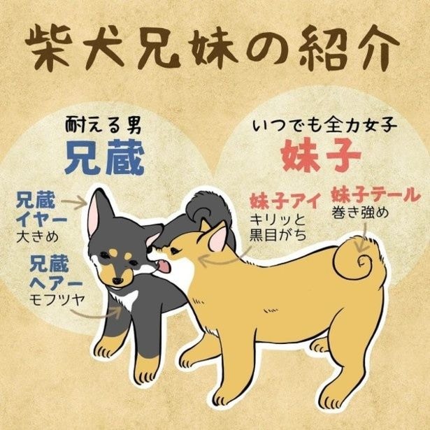 【これが柴犬のリアルだ】衝撃！でも「これは怒れない…」カーテンを破った犯人は？笑撃すぎる実行犯の写真に爆笑やむなし！【作者に聞く】