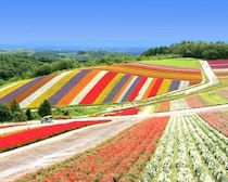 「これで無料は反則でしょ」北海道・美瑛の絶景を一望できる“神スポット”が想像以上！満足度がバグってる!?【無料展望室シリーズvol.15】