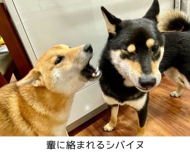 実写がこちら！迷惑そうな兄蔵くんの顔も、漫画とほぼ同じ！