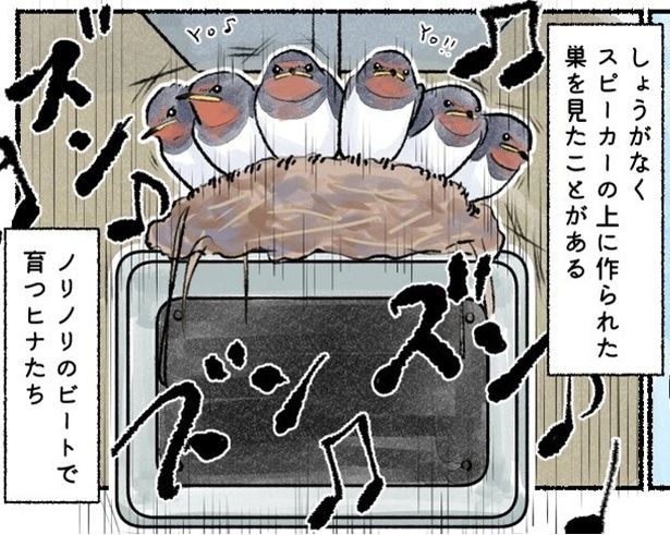 スピーカーの上でノリノリのビートで育つツバメのヒナたち