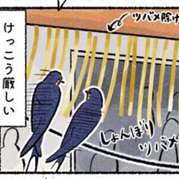 ツバメ界隈にも広がる「住宅難」!?巣作りから見える“野鳥の住宅難”とは？作者が込めた観察眼と自然への思い【作者に訊く】