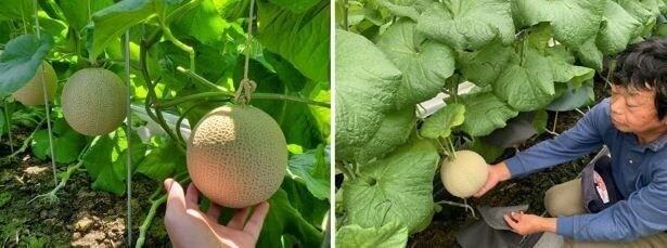 デニーズでは「一木一果」のマスクメロンを使用