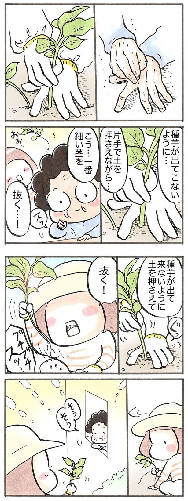 種芋を土から出さないように、芽かきをする方法を教えてもらう