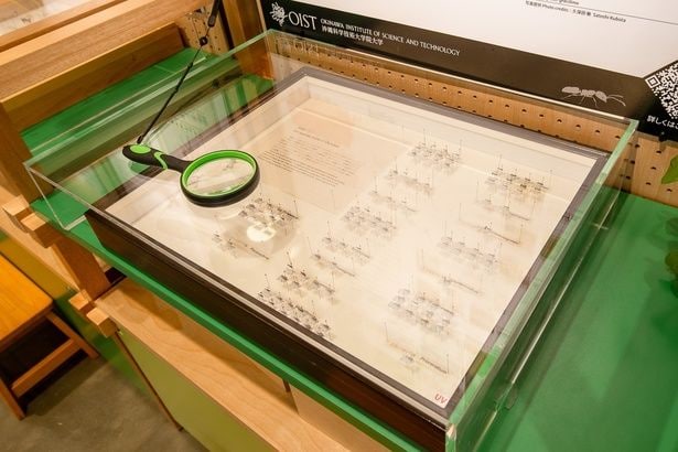 沖縄に生息するアリや、外来種のアリの標本を展示。虫メガネで覗いてみると、種類ごとの違いを見比べることができる