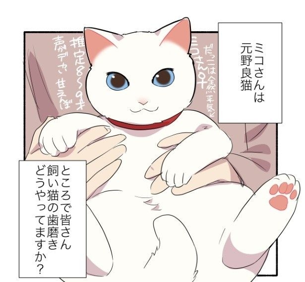 歯磨きに抵抗する甘えんぼ猫の話