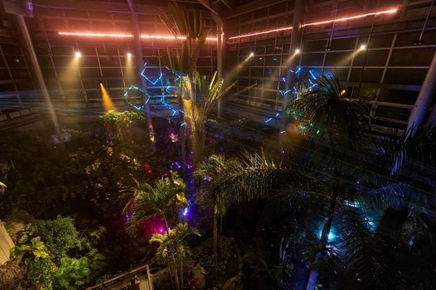 ショーが始まると、昼間とは全く異なる表情を見せる夜の熱帯植物たち