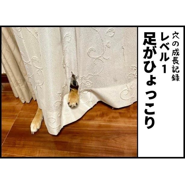 足を引っかけている。穴が大きくなるからやめて～！