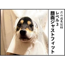 リビングのカーテンから「鼻が出てる」→1歳9カ月の柴犬がとった驚愕のポーズに爆笑【作者に聞く】