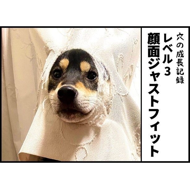 リビングのカーテンから「鼻が出てる」→1歳9カ月の柴犬がとった驚愕のポーズに爆笑【作者に聞く】