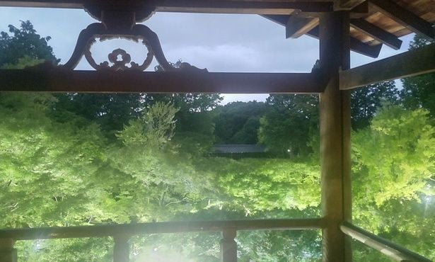 通天橋から見た青もみじの渓谷