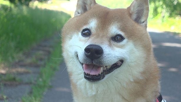 「やっとお散歩だ！」とうれしそうなはちくん