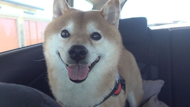 ママさんとお昼のお散歩へ！