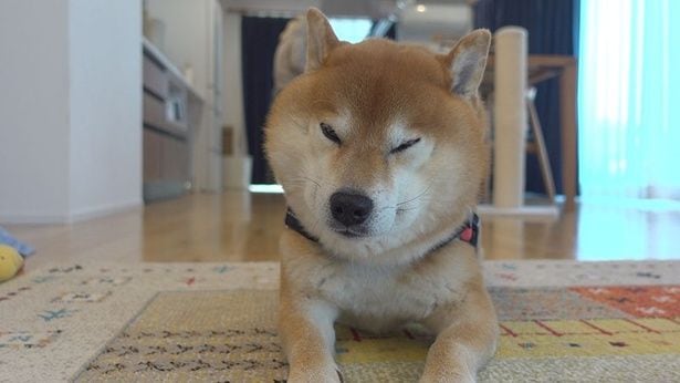 朝のお散歩待ちのはちくん
