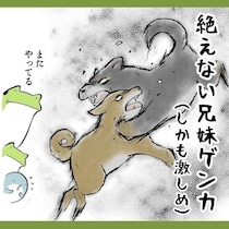 3児の母が柴犬2匹を飼ったら…「育児と全く同じ」「全部わかる！」と共感が殺到するまさかの理由【作者に聞く】