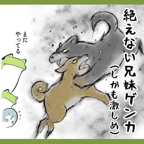 3児の母が柴犬2匹を飼ったら…「育児と全く同じ」「全部わかる!」と共感が殺到するまさかの理由【作者に聞く】