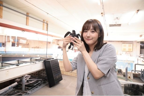 バックヤードの水槽で育てられているウミガメの赤ちゃん
