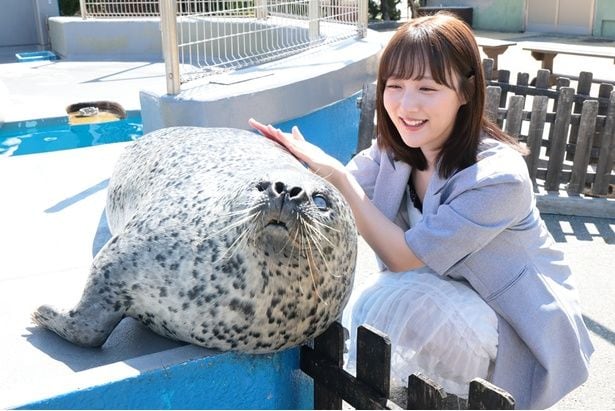 ゴマフアザラシのナルちゃんは、推定21歳のお母さんアザラシ