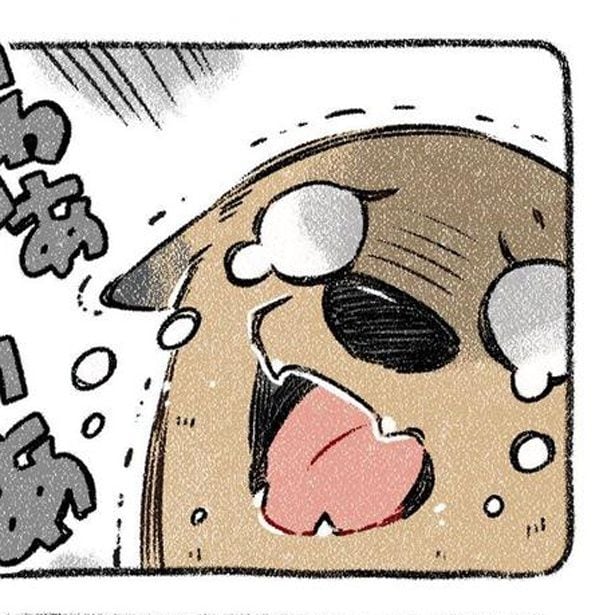 保護犬茶々のお話