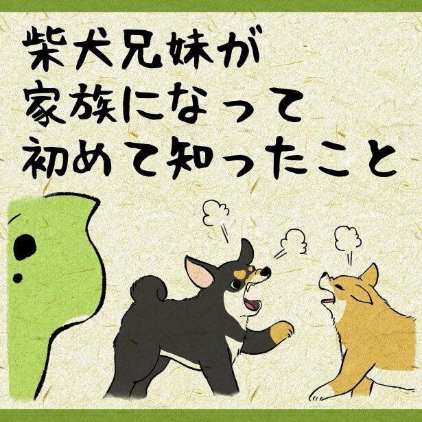 柴犬姉弟が家族になって、その人間っぽさを初めて知った!
