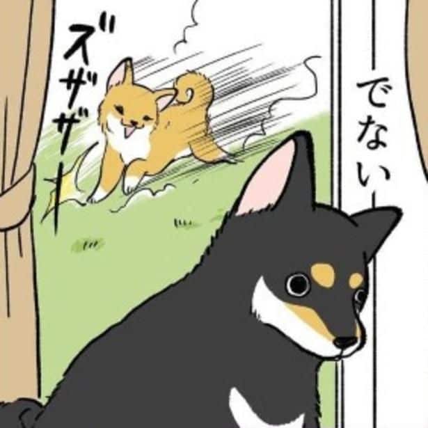 「さんぽ」の一言に逃げる犬!犬にもアウトドア派とインドア派がいた!正反対な柴犬兄妹の日常がたまらなく愛おしい【作者に聞く】