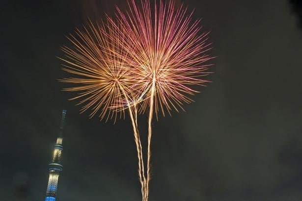 夜空に大きく広がる黄金色の大輪