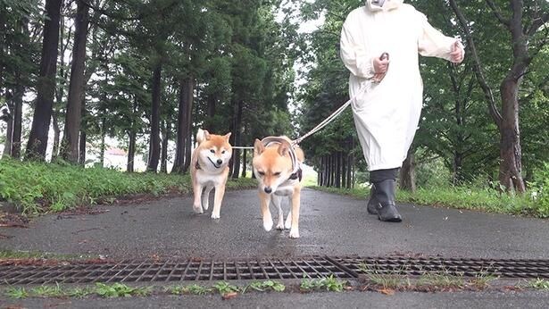 小雨のタイミングを狙って散歩へ!