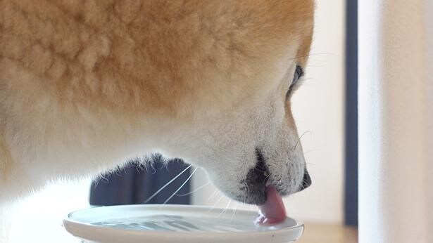 散歩のあとは水分補給も忘れずに!