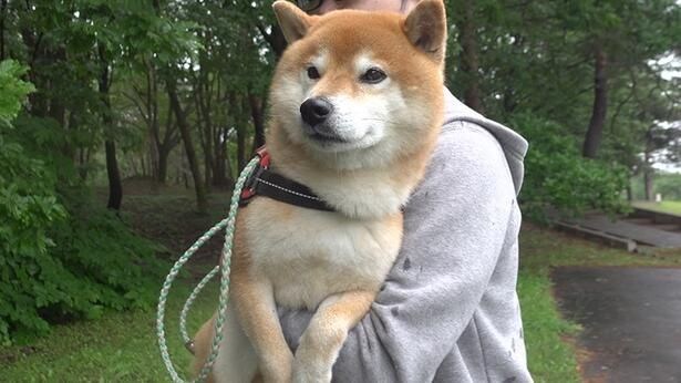 「野生の猿がいたから引き返そう!」と言われるも、状況がよくわからないはちくん