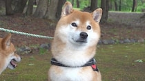 柴犬はちくん、雨の合間に出かけたら、“犬猿の仲”のヤツらがいて散歩中断!?