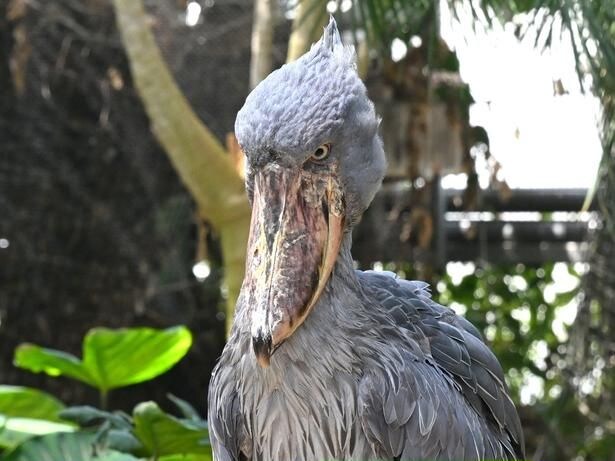 神戸どうぶつ王国のシンボル「ハシビロコウ」