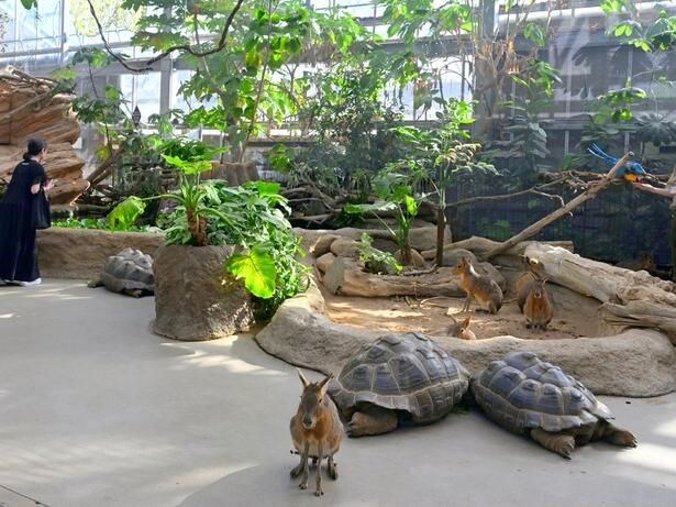 「神戸どうぶつ王国」は動植物が近いのが魅力で子どもから大人まで楽しめる