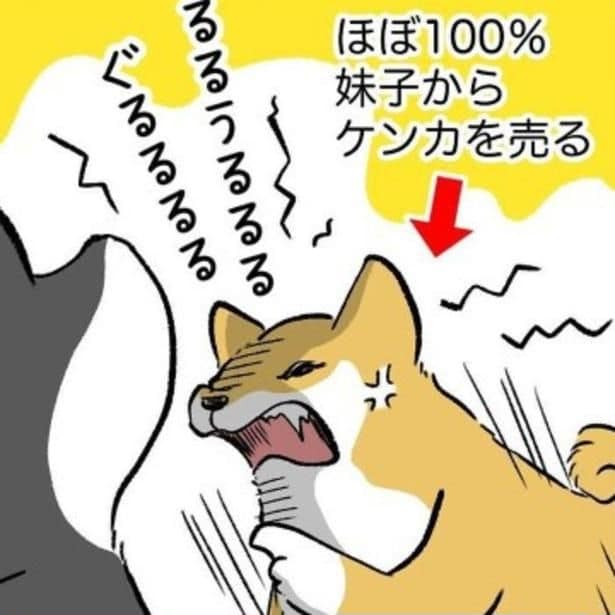 毎日ケンカ多発の柴犬兄妹。