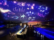 すみだ水族館の天井に花火が打ち上がる！「すみすい花火2026」開幕、100個のクラゲ風鈴の回廊も
