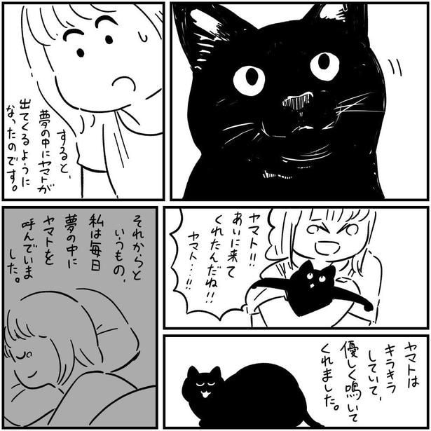 猫のヤマト(5)