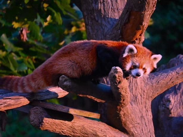 【写真】昼間は昼寝をしていることが多いレッサーパンダも夜には活動的になる/ナイトのげやま2026