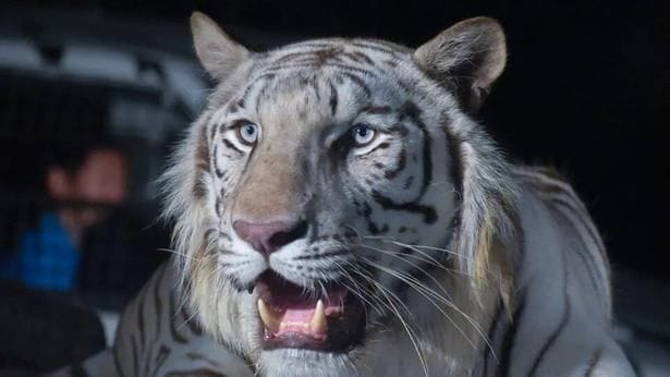 ライオンやホワイトタイガーなどの夜行性動物が暮らしている園内を巡る/群馬サファリパーク ナイトサファリバスツアー