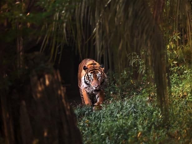 夜行性動物が活発に動き回る姿は見応え十分/ナイトズーラシア 2026