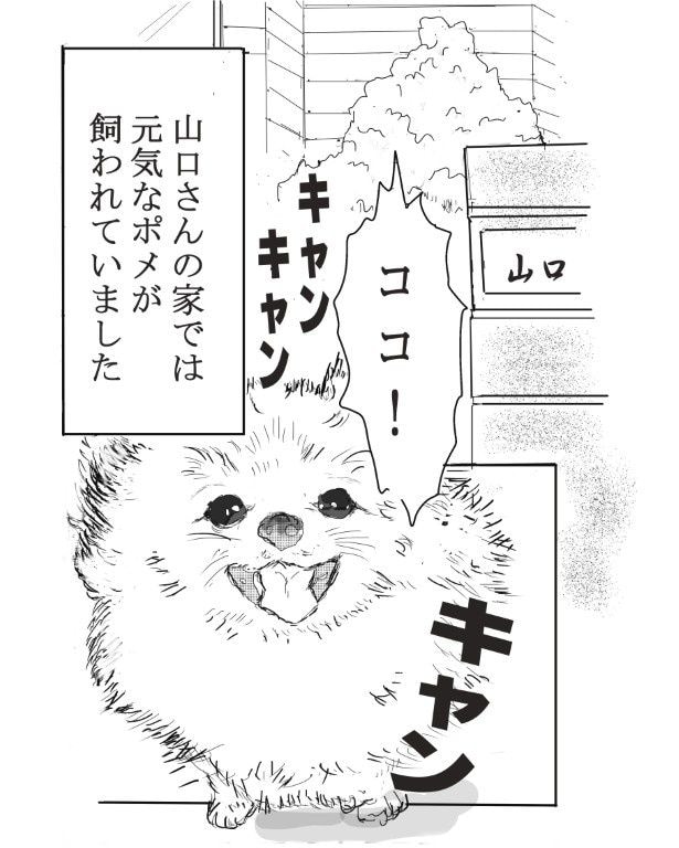 人なつこい元気なポメラニアンだった