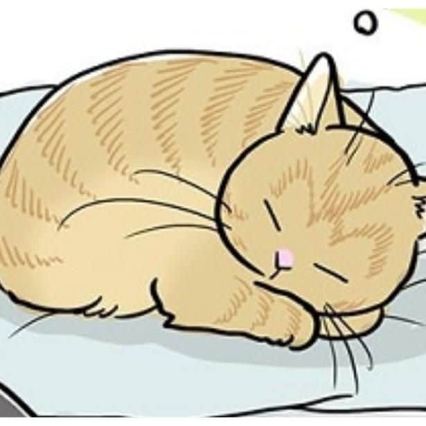 猫、基本スタイルは丸