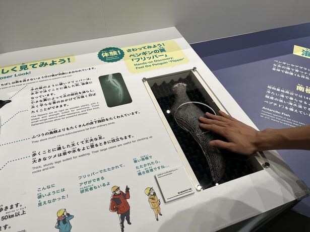 硬くてつるつるとした手触りのコウテイペンギンの翼(フリッパー)