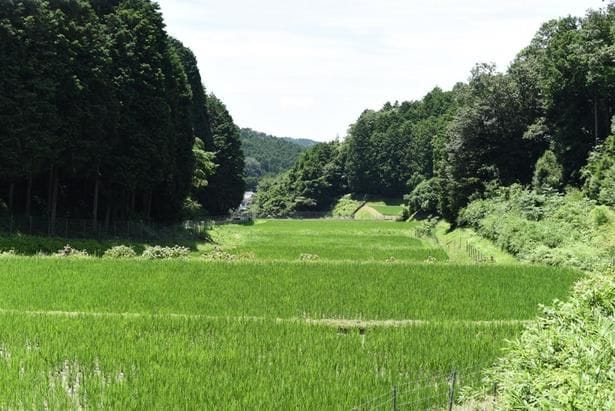 「夢山水」を栽培する田んぼ