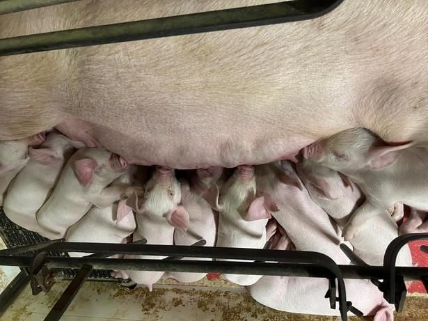 飼育頭数は常時1万頭を超える